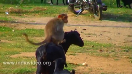 Маймуна язди коза