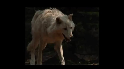 Ново 2016! Kaskata - Вълци