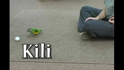 папагал или куче -- вие преценете :d
