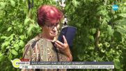Баба Надка от Монтанско и ChatGPT: Приятелство, довело до добра реколта от домати (ВИДЕО)