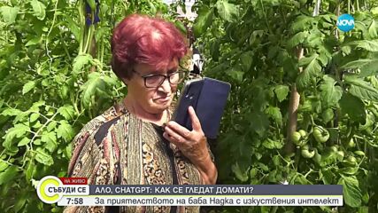 Баба Надка от Монтанско и ChatGPT: Приятелство, довело до добра реколта от домати (ВИДЕО)