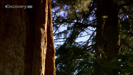 Sunrise Earth - Sequoia Light ( Part 3 / 5 ) * H D * 