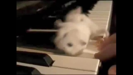 Hamster on a Piano