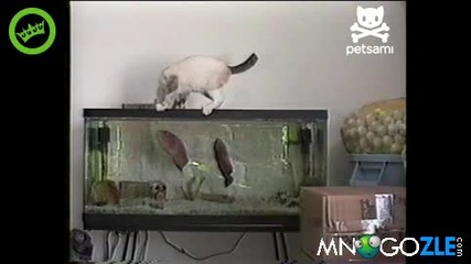 Риби нападат коте Смях