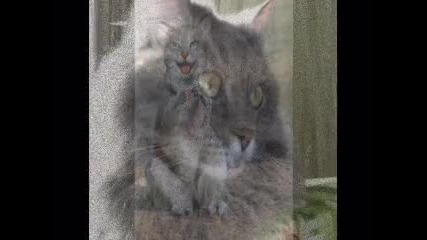 Котенца 