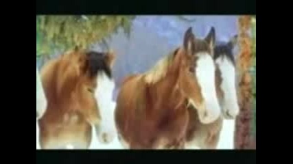 Horses And Snow 