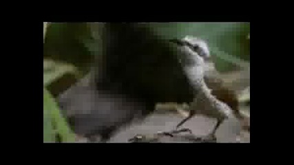 Paradise Birds