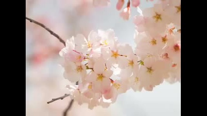 Patti Page - I went to your wedding
