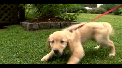 Dogs 101 - Golden Retriever 