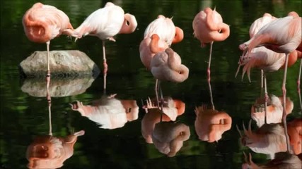 Aman - Flamingo River (piyush Awasthi Remix)