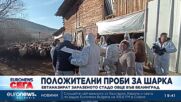 Министър Георги Тахов: Пробите са положителни, животните трябва да бъдат унищожени