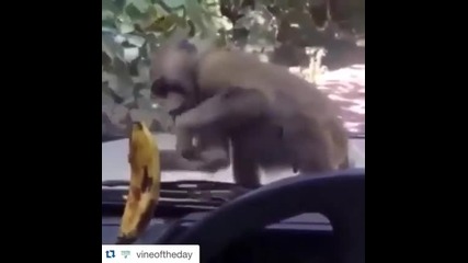 Маймунка се опитва да докопа банан,вика подкрепление!