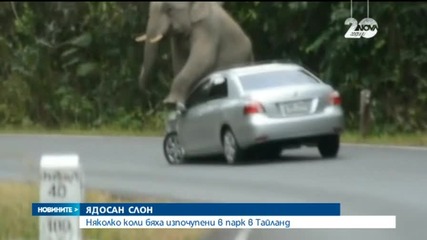 Ядосан слон изпочупи няколко автомобила в парк в Тайланд