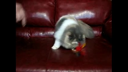 Pearl Heart Persy de Gal на 5 месеца