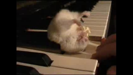 Hamster Piano And Pop Corn - Criceto Piano