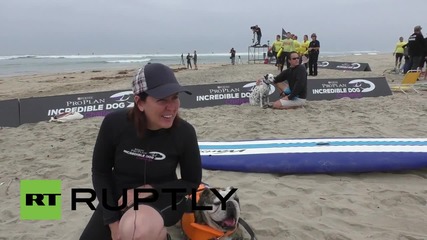 Състезание за кучета сърфисти в Калифорния