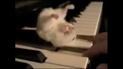 хамстер на пиано :) 