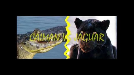 Animal Fight Club 2 - animal Vs Animal - ( Part 3