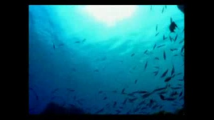 Shark - Trident