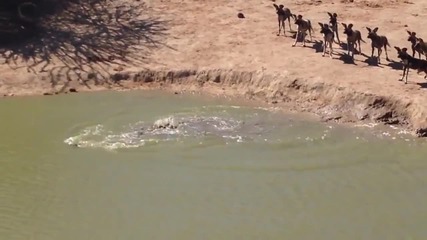 Африкански глиган заклещен между диви кучета и крокодил ... никакви шансове за оцеляване !!!