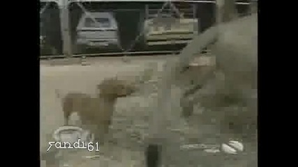 Дакел работи лъвица