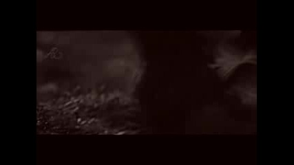 Twilight - 15 Step