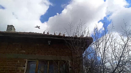 Vid_20210228_115933.mp4