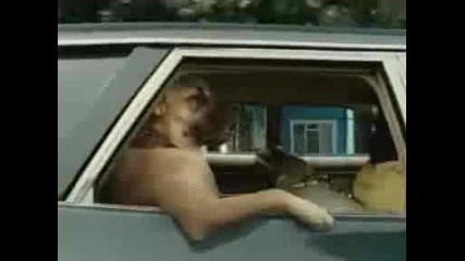 Pedigree Dog Car Ride