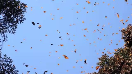 Пеперудите Монарх едни от най уникалните пеперуди които пристигат в резервата в Мексико от Канада