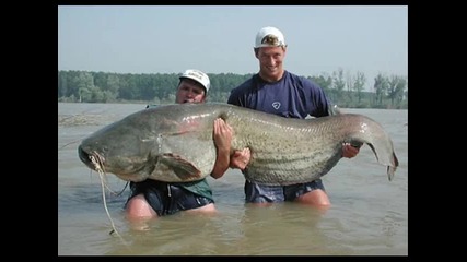 Най - Големите риби в света