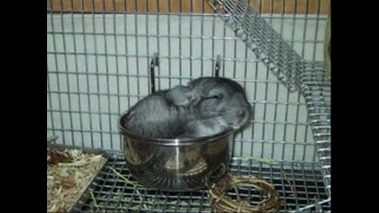 Baby Chinchilla