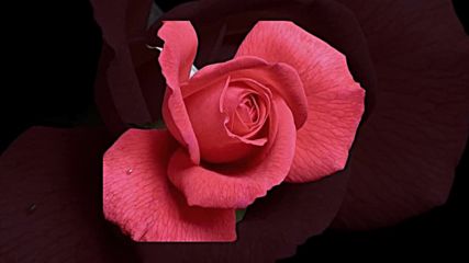 Милион Червени Рози - Million Red Roses