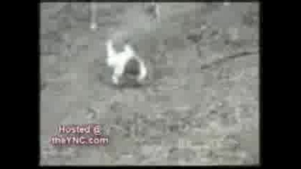 Funny Clips