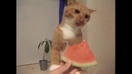 сладко котенце яде диня