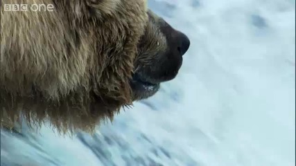 Мечки гризли ловят сьомга