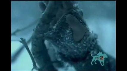 Afi - Love like winter