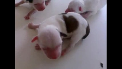 малки новородени кучета