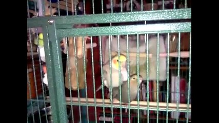 Песента на сексуално задоволеният папагал!