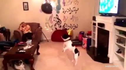 Куче прави главички с балон