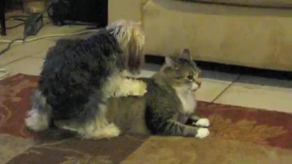 Женски пудел се прави на мъж пред котка