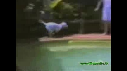 Funny Video *lq*