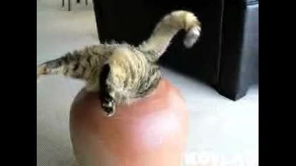 [смях] Котка се навира във ваза