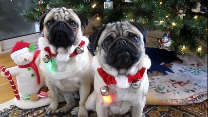 Christmas Pug Head Tilt 