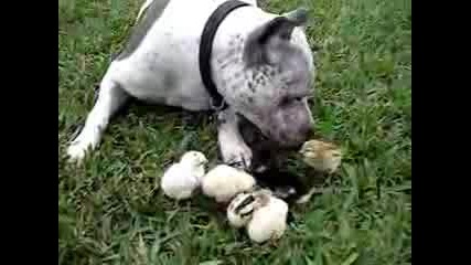 Pit Bull And Chicks