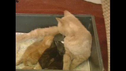 Котка осиновява зайче :)