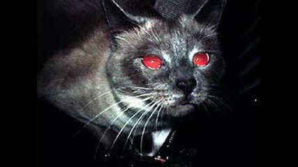 Evil Cats