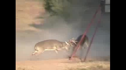Awesome Deer Fight ! ! !