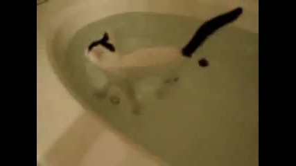 Котка във ваната си играе 