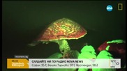 Заснеха флуоресцираща костенурка