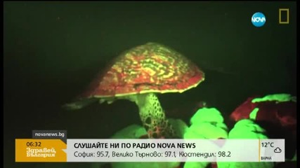 Заснеха флуоресцираща костенурка